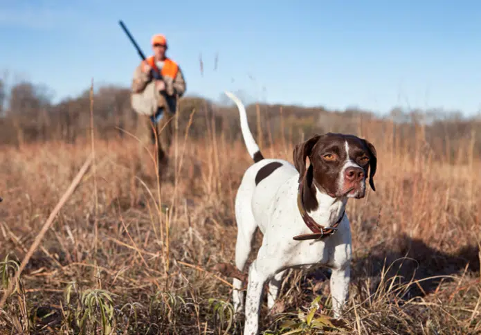 A hunter in the field with his a white and brown dog