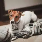 A Jack Russel Terrier Nibbling on a blanket.