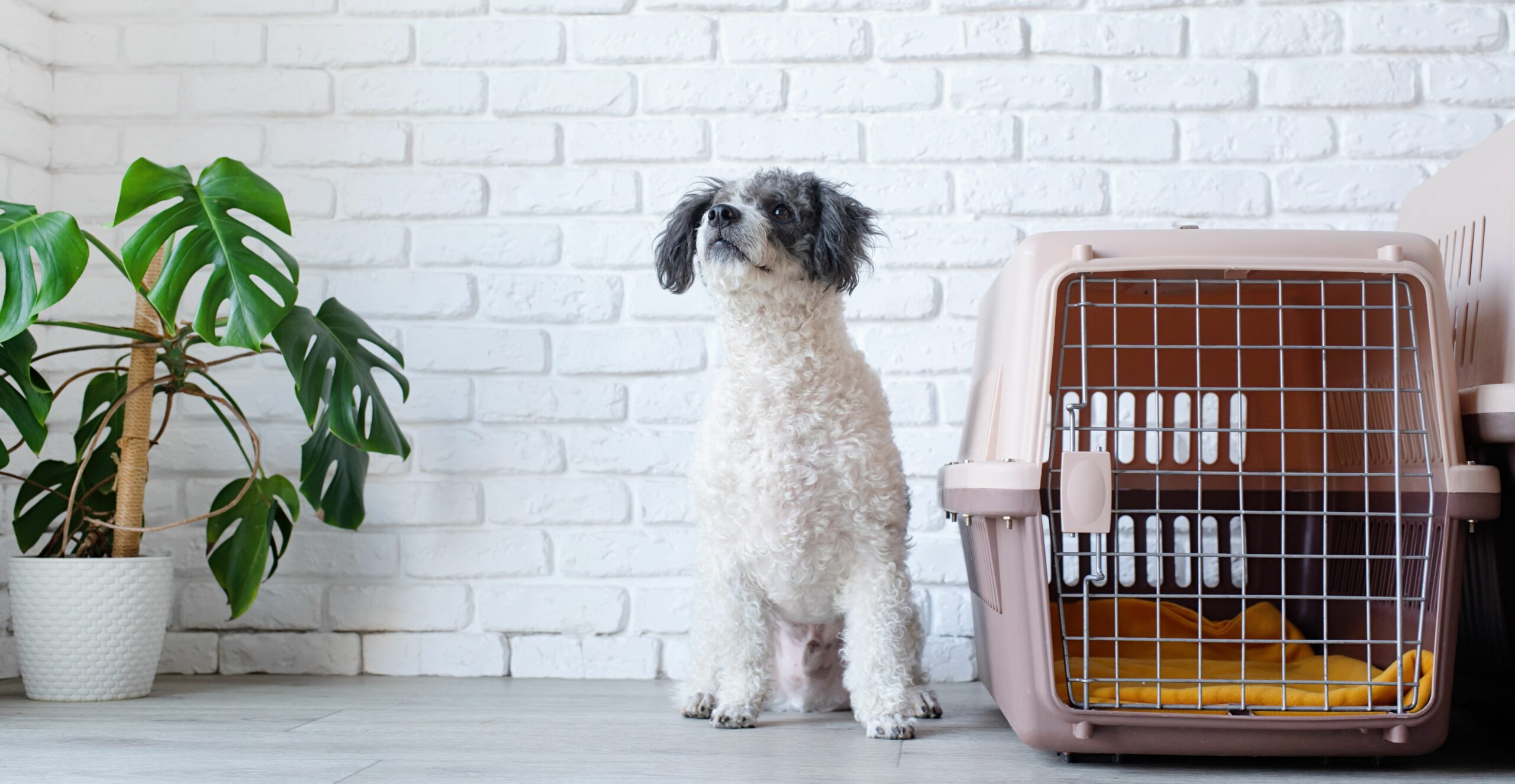 Best Crates for Anxious Dogs