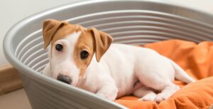 best crates for anxiety in dogs