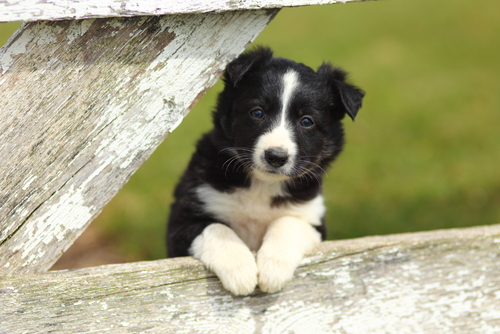 A puppy Border Collie relaxing on a fence