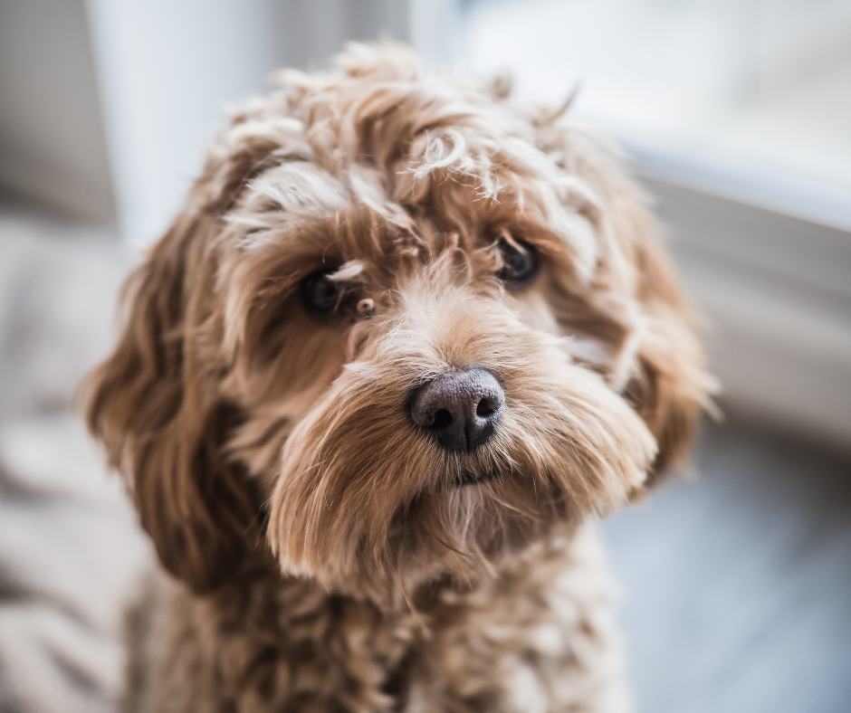 A Face view of a young Cockapoo