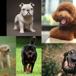 10 Most Popular Dog Breeds That Cost Your Pocket