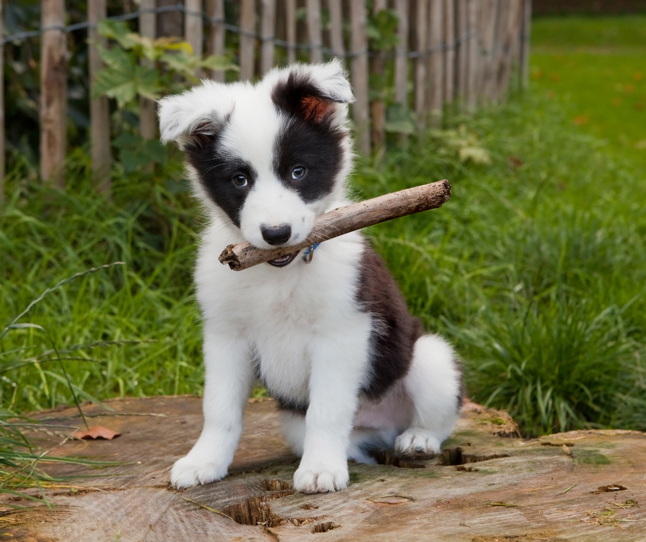 A Puppy Border Collie holding a stick