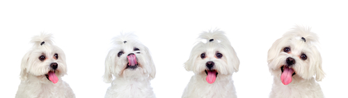 Four images of a Maltese Dog