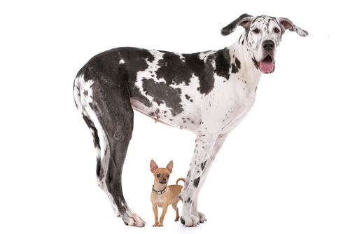 A great dane standing over a Chihuahua