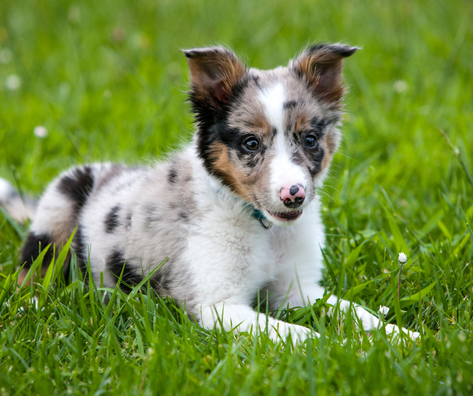 A Puppy Border Collie Laying in a grass field