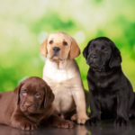 Three lab puppies of three different colors