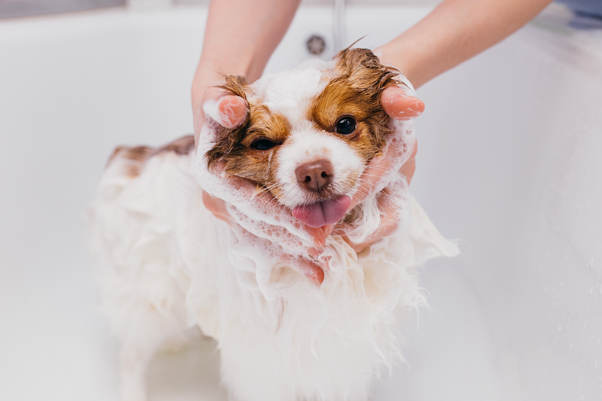A puppy getting a bath