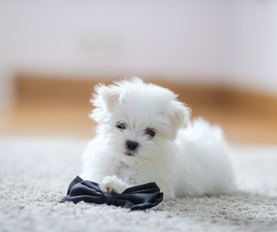 A puppy Maltese laying on a bowtie
