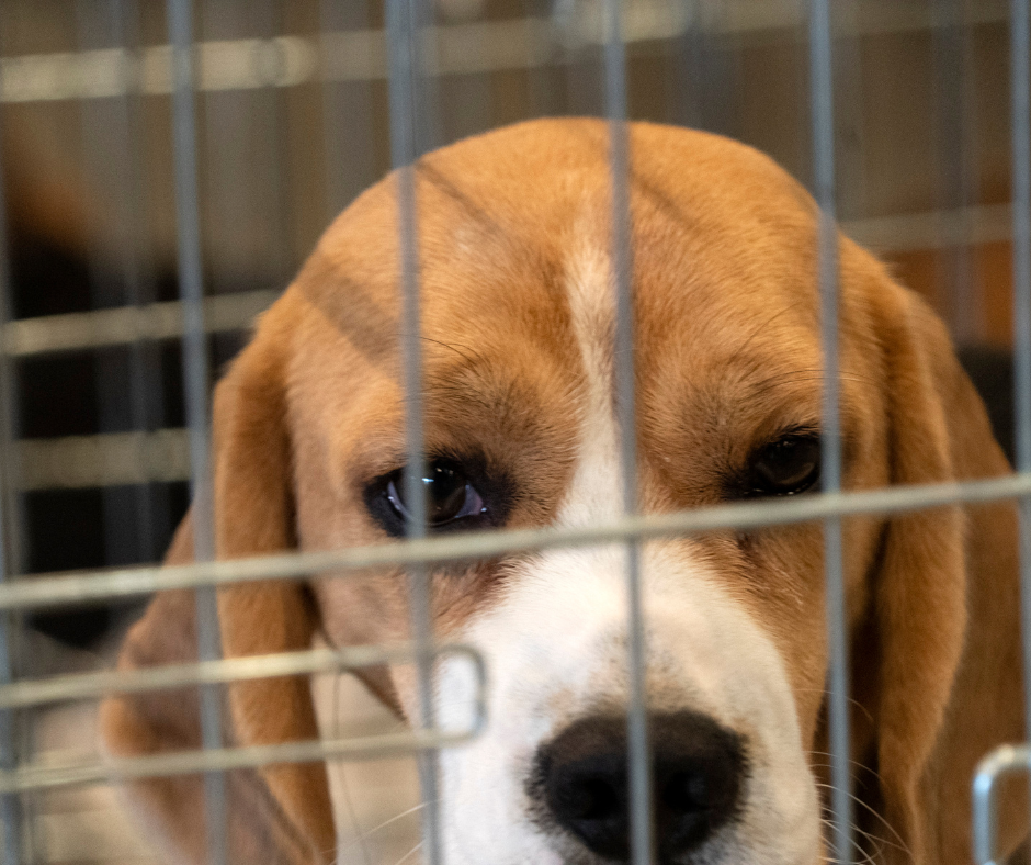 A sad Beagle in a dog crate