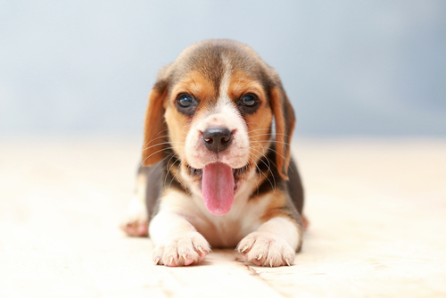 A close up view of a Beagle puppy