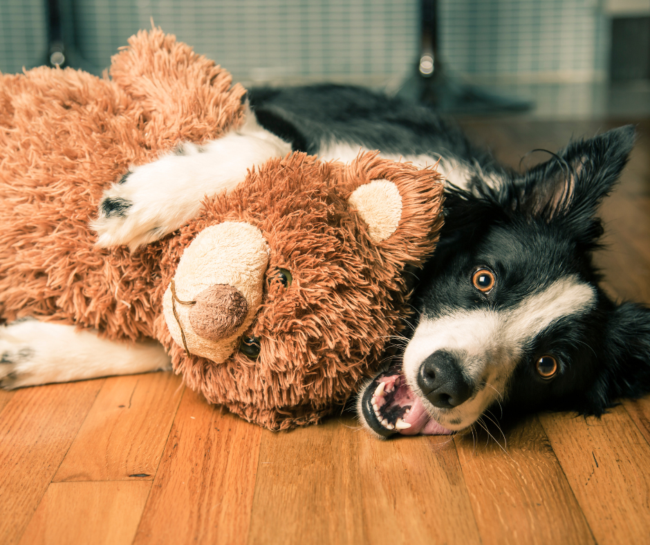 An Adult Border Collie playing with a stuffed animal