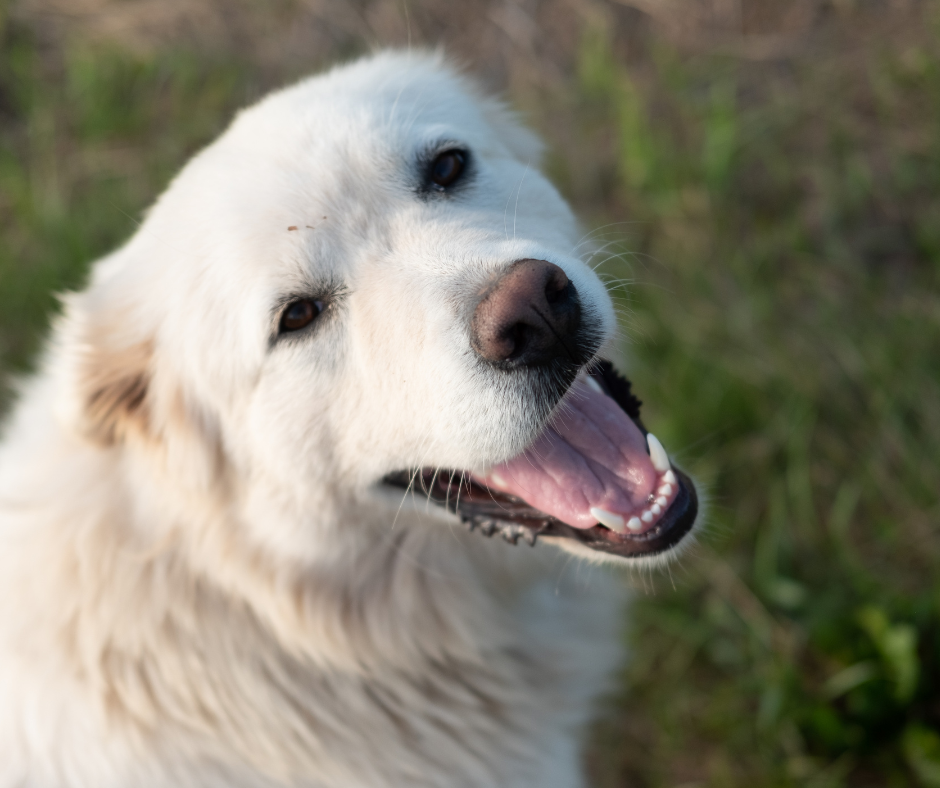 A Great Pyrenees Smiling
