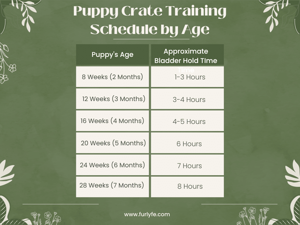 An infographic of puppy bladder hold time by age