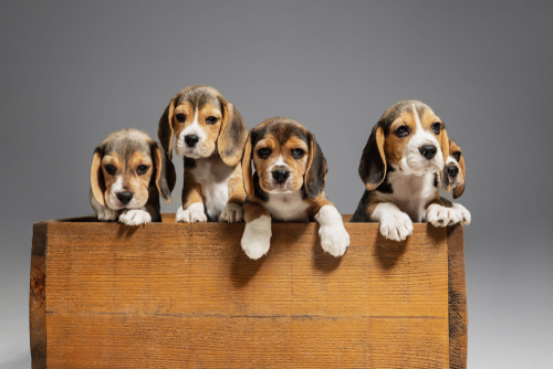 Five Beagle puppies in a wooden box
