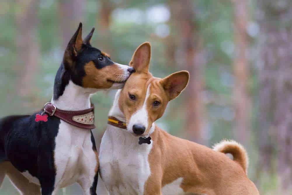 Basenji with his little friend