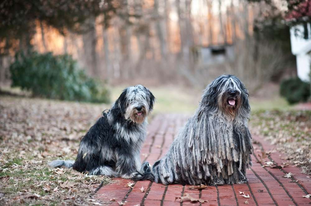  two Bergamasco looking somewhere