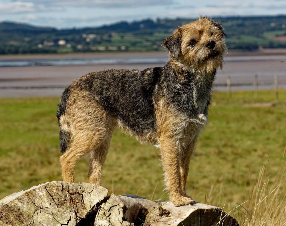  Border Terrier ( A dog breed)