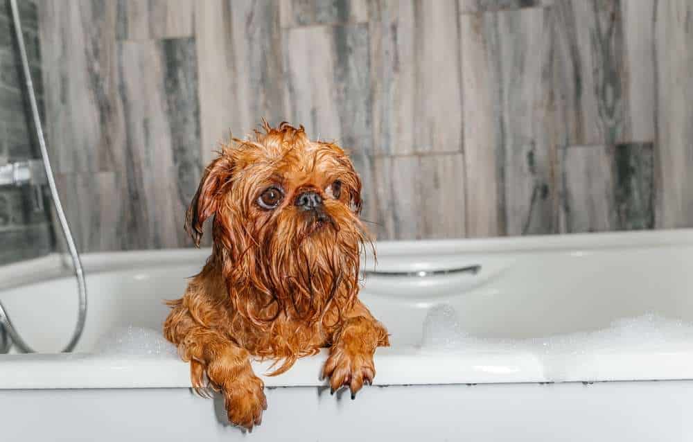 Brussels Griffon taking bath