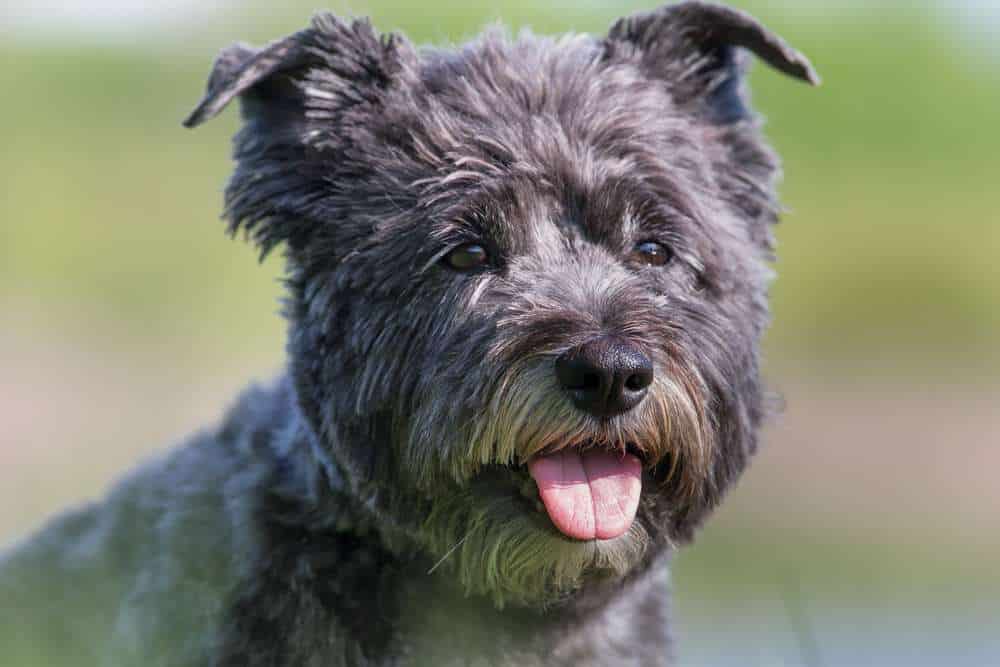 Cairn Terrier on of the best Small <yoastmark class=