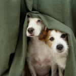 Two dogs with thunderstorm anxiety