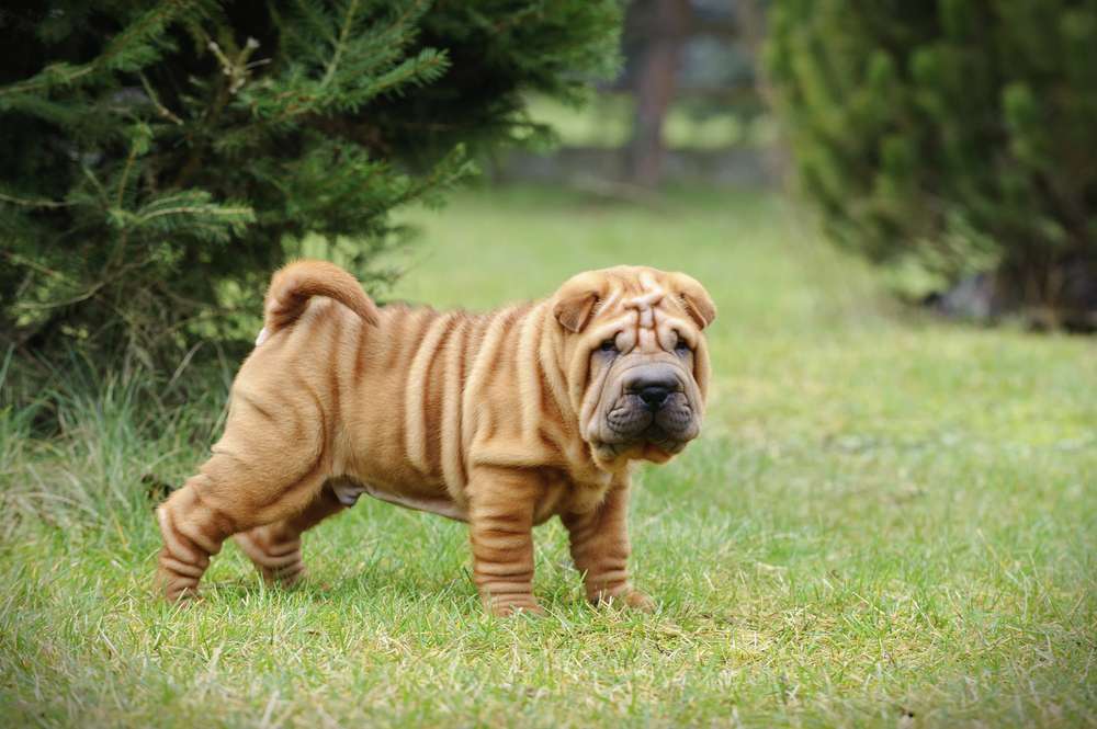 Just saw a Chinese Shar Pei, roaming around in the grass