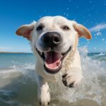 The Origins and Significance of the Dog Days of Summer