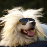 Get Dog Hair Out of Your Car