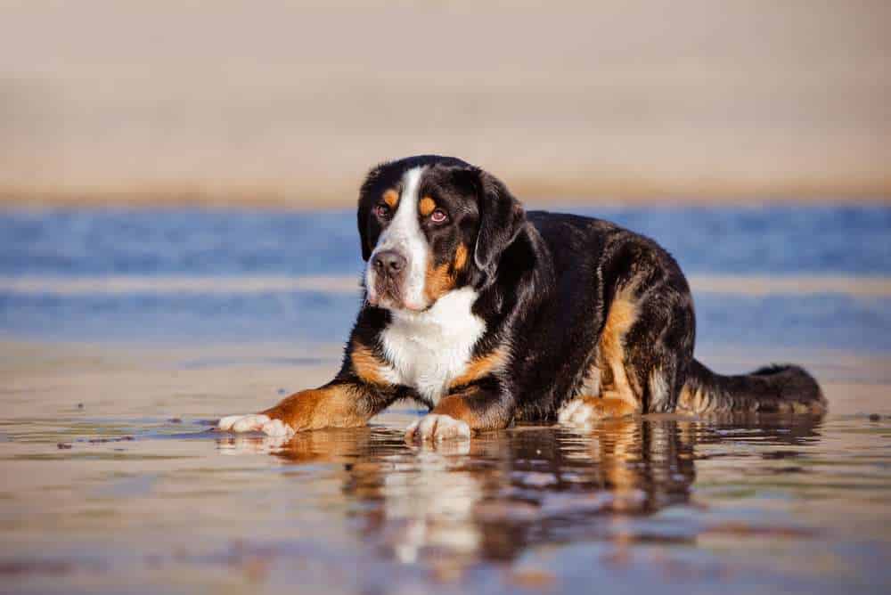 Greater Swiss Mountain Dog