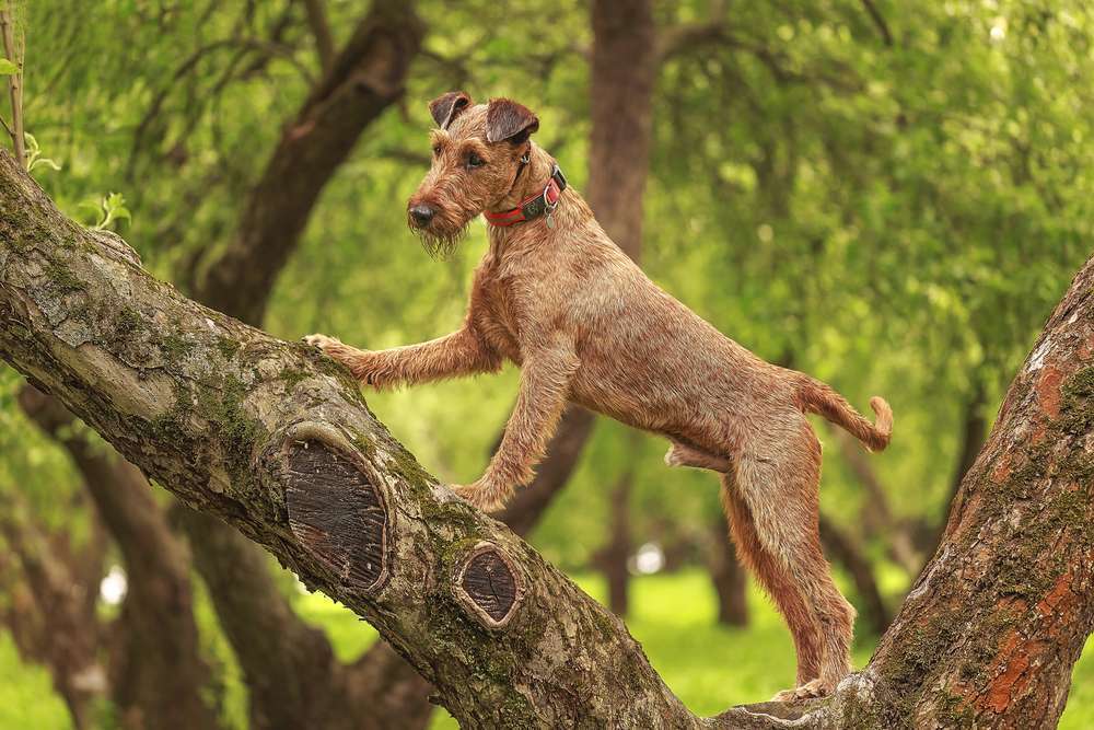 Irish Terrier is of the best <yoastmark class=