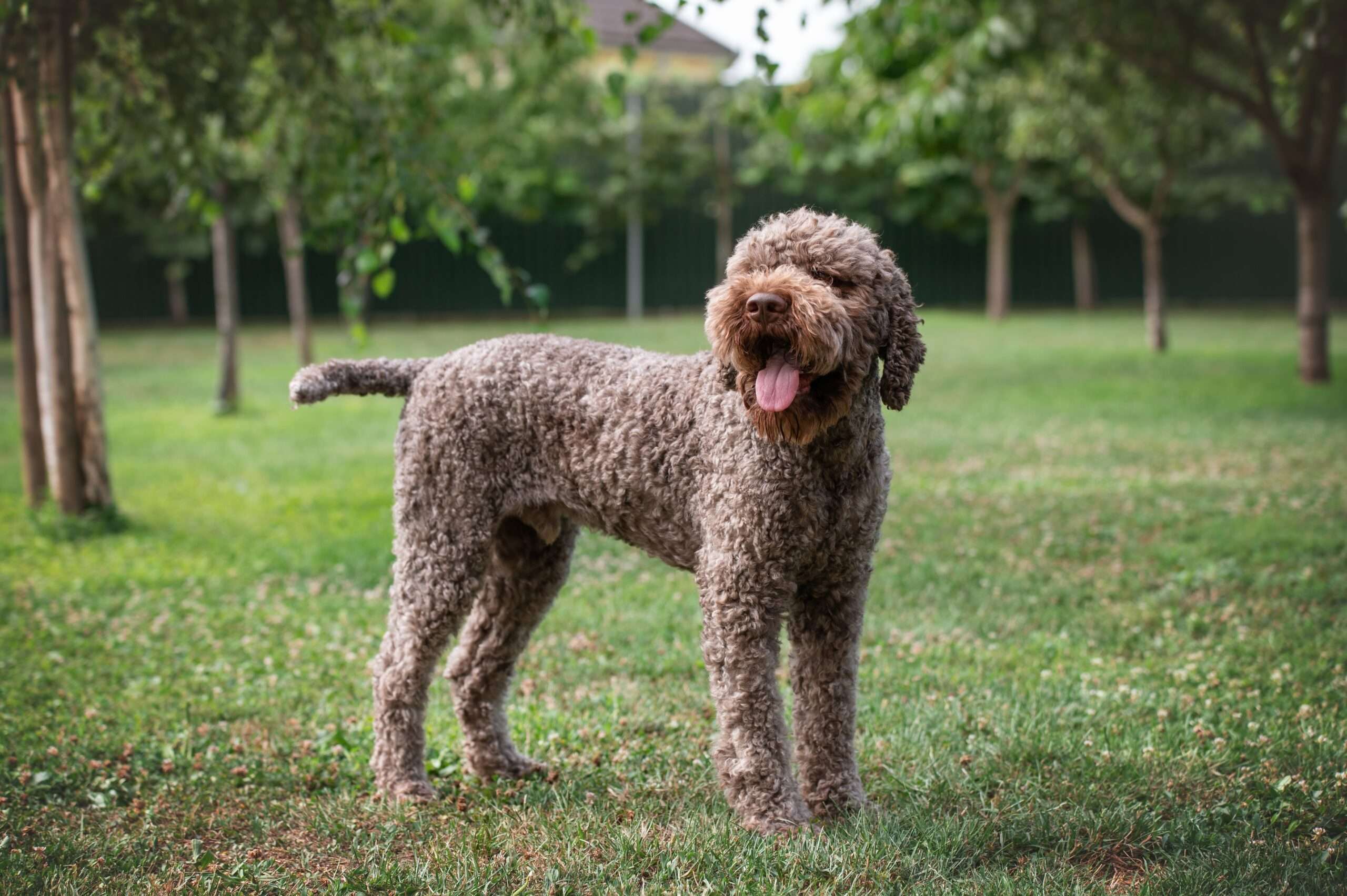 Lagotto Romagnolo standing in the middle of the ground
