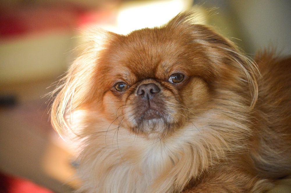 Pekingese or Pekinese