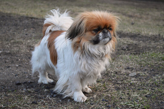 Pekingese is from the Small Dog Breeds