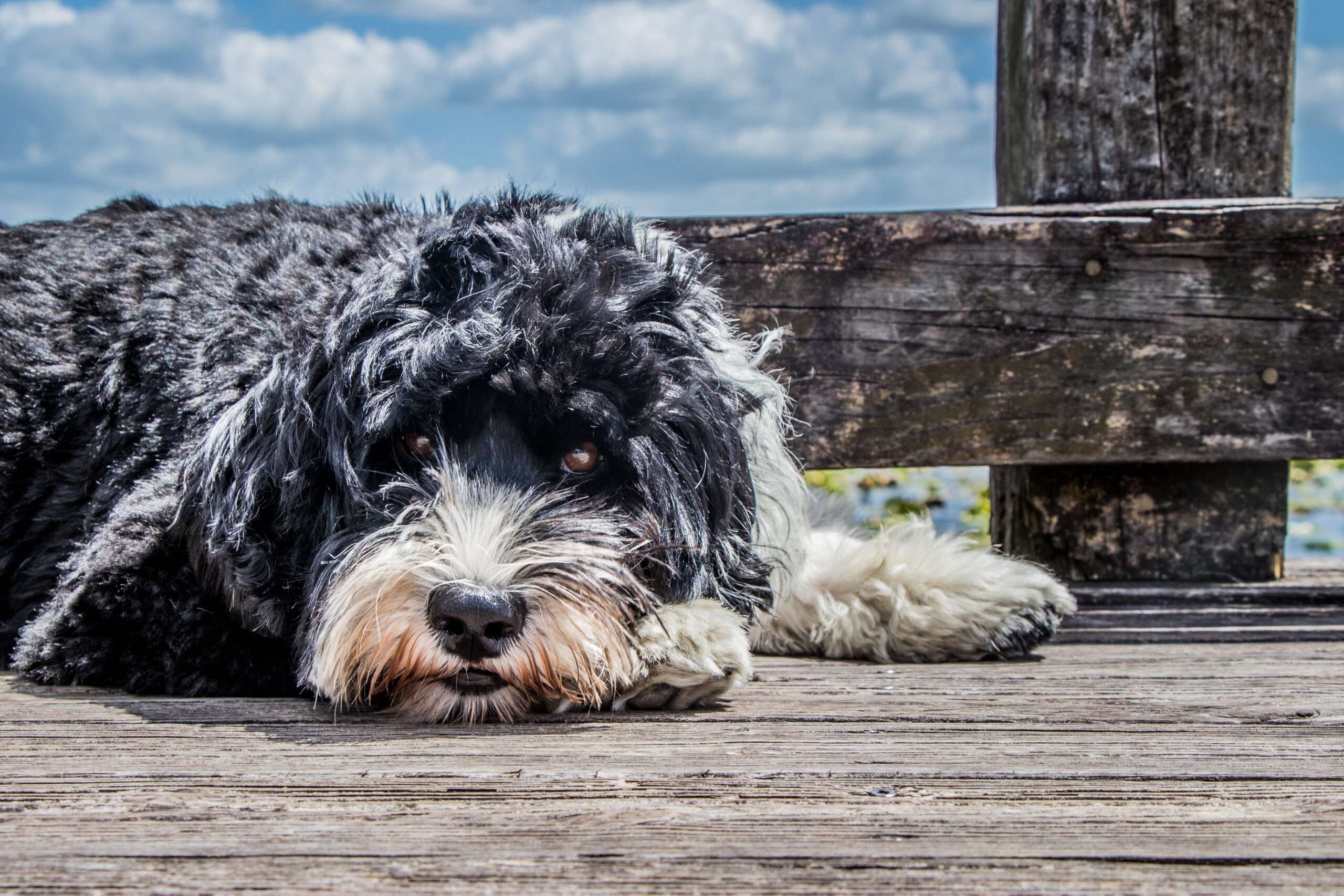 Portuguese Water Dog lying on the ground