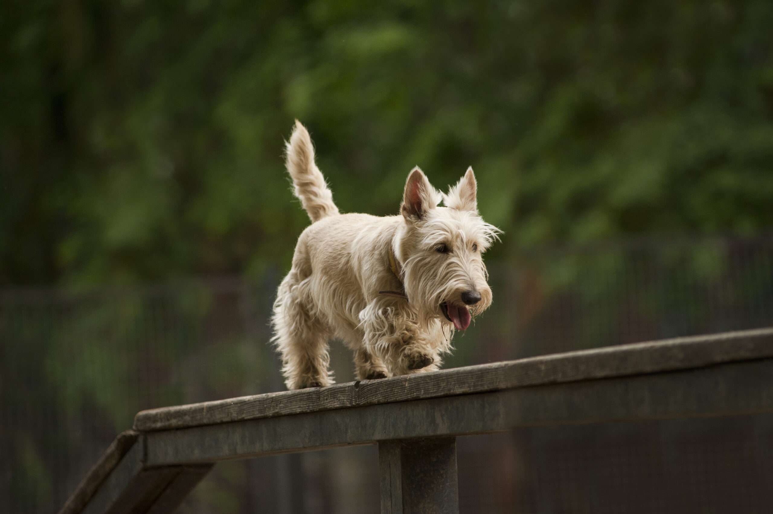 Scottish Terrier is from the Small Dog Breeds
