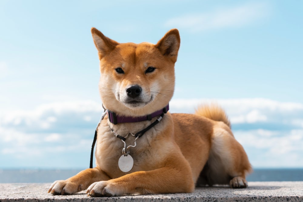Shiba Inu is from the Small Dog Breeds