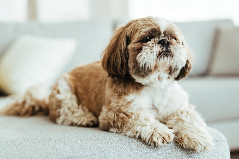 Shih Tzus is from the Small Dog Breeds