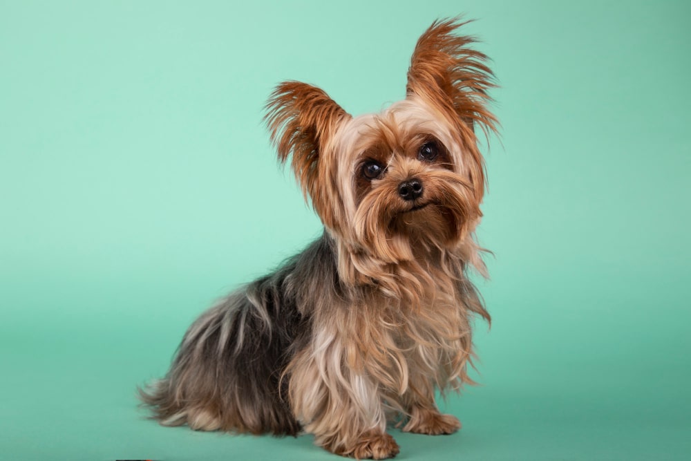 Silky Terrier is from the Small Dog Breeds