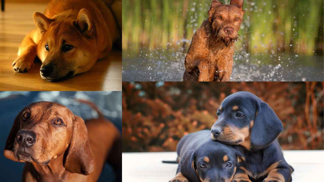 Top 10 Red Dog Breeds From Big to Small, Fluffy to Sleek