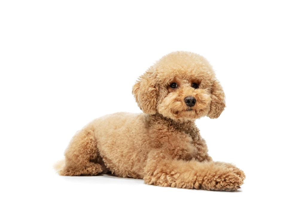 Toy poodles is from the Small Dog Breeds