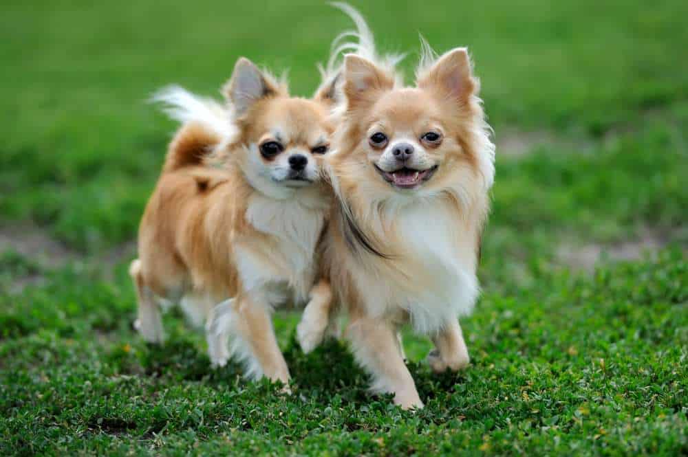 Two Chihuahua playing together in a garden