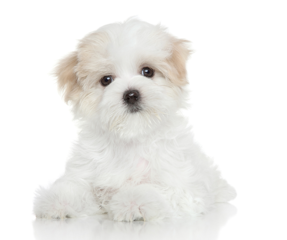 A Maltese Puppy on a white background