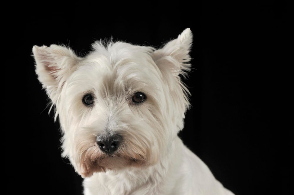 White Terriers is from the Small Dog Breeds