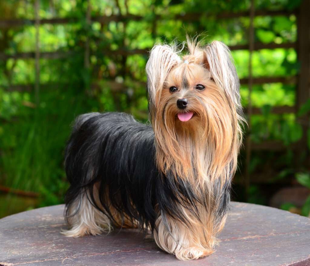 Yorkshire Terriers is from the Small Dog Breeds