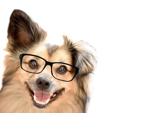 An intelligent mixed breed dog wearing glasses
