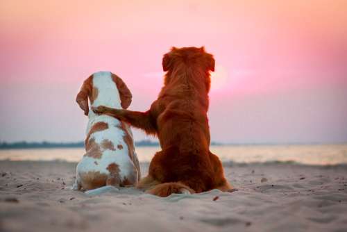 Two dog friends sitting next to each other on the beach