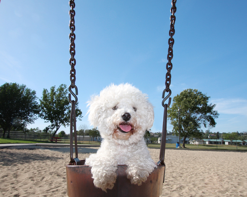 Bichon Frise dog sitting in a swing