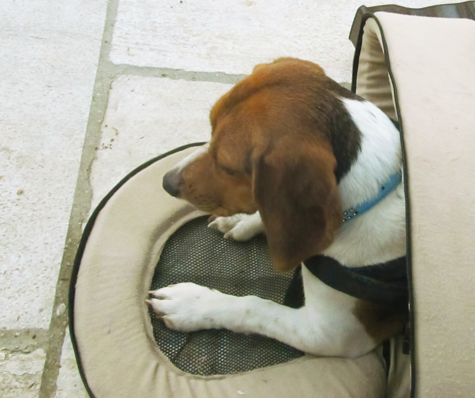 A Beagle puppy in a travel crate