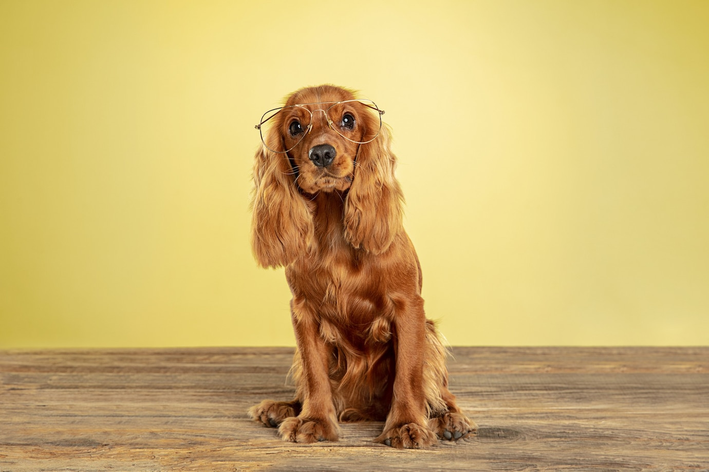 English Cocker Spaniel is one of the best <yoastmark class=